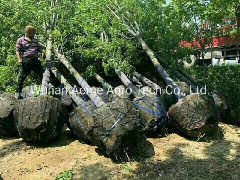 Excavator Attachement Tree Digger